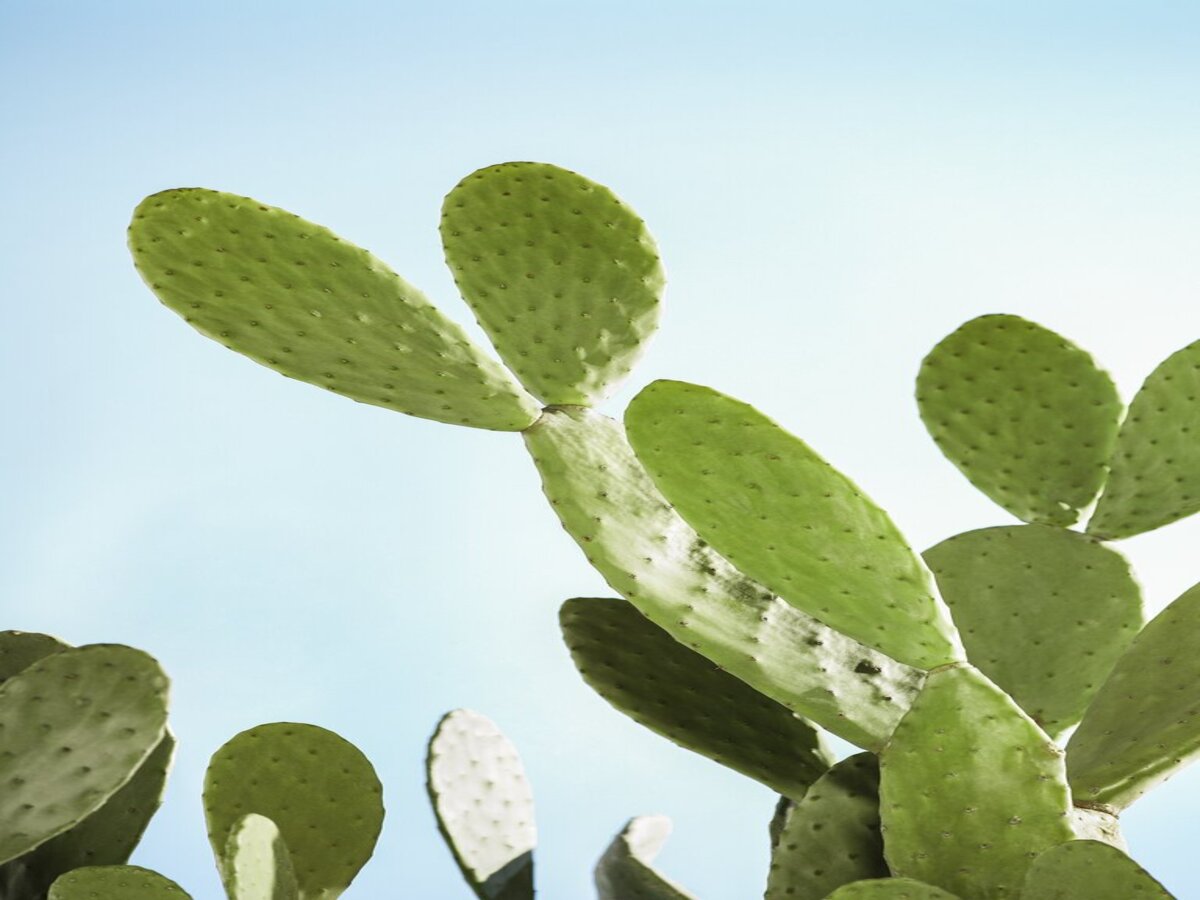 Prickly Pear: A Tiny Fruit with a Big Punch of Health Benefits