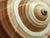 beige shell of a snail 
